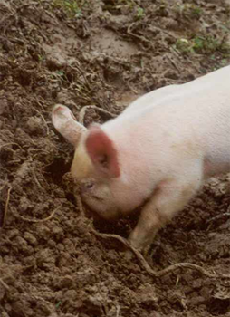 Index [pigstraining.welfarequalitynetwork.net]